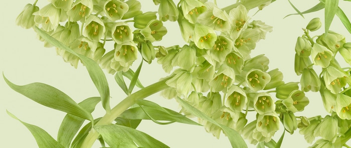 Green bell-shaped flowers with long leaves