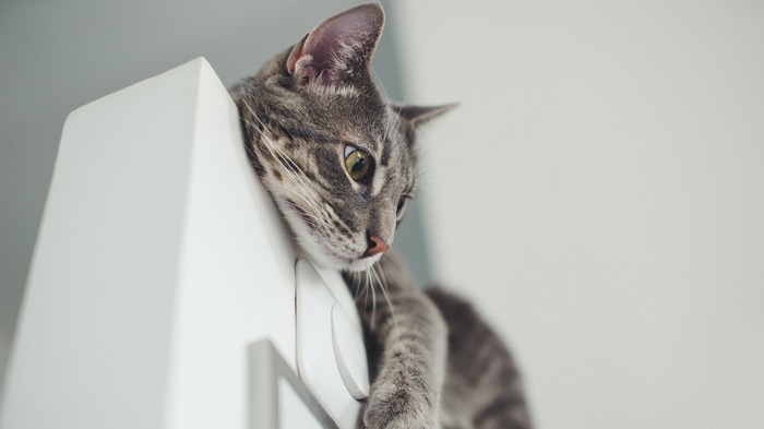 4K tabby cat resting on a white surface