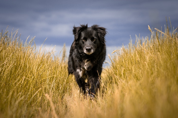 Black dog walking through tall grass
