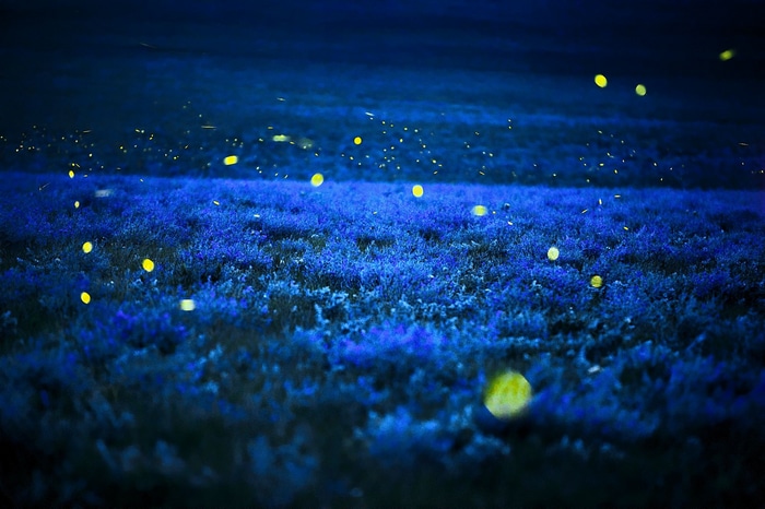 Fireflies illuminating a field at night