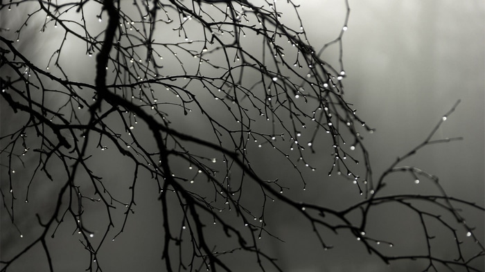 Monochrome photography of water drops on tree branches