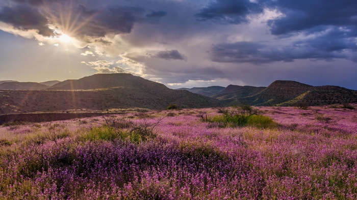 4K field of purple flowers with mountains and clouds