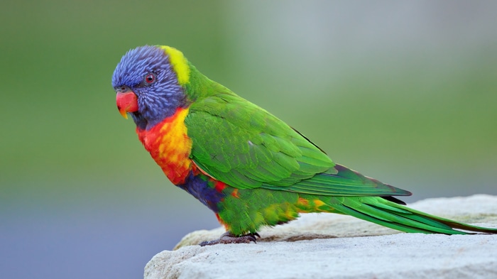 A colorful Rainbow Lorikeet parrot perched on a rock