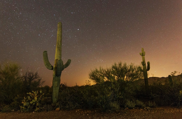 Desert landscape with saguaro cacti under a starry night sky