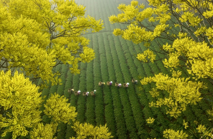 Aerial view of tea plantation with blooming yellow trees