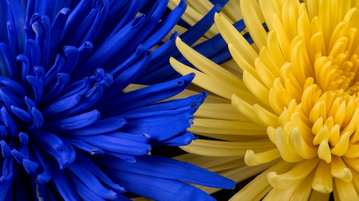 Close-up of blue and yellow chrysanthemum petals
