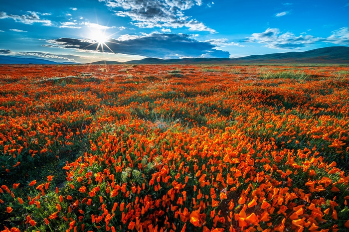 4K California Poppy Field Under Sun and Clouds