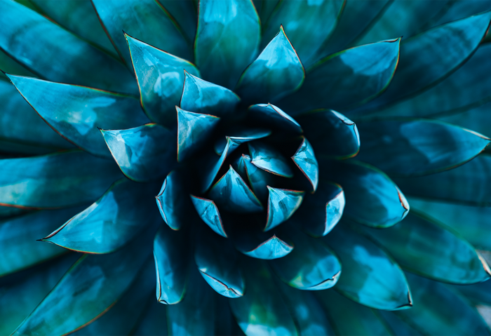 Close-up of a blue succulent plant