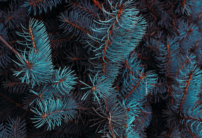 Close-up of blue spruce branches