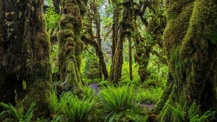 Moss-covered trees and ferns in Olympic National Park