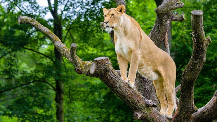 Lioness standing on a tree branch