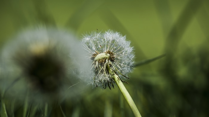 4K macro shot of a dandelion in green nature