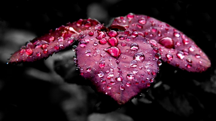 Macro shot of purple leaves with water drops
