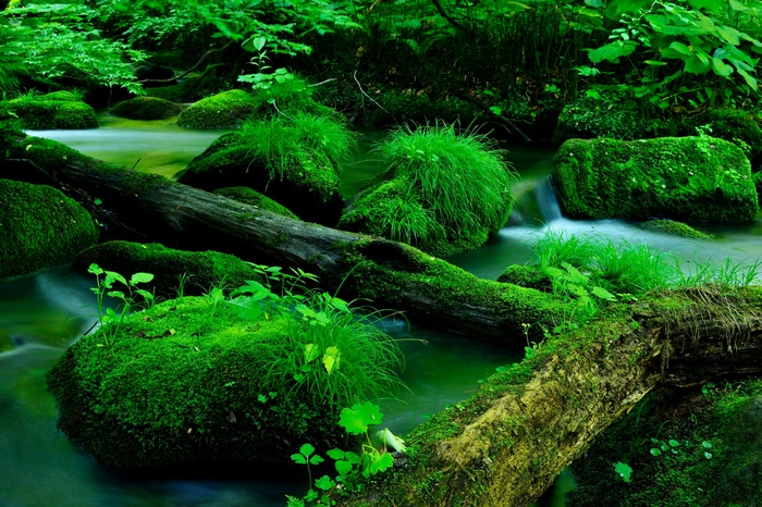 4K long exposure of mossy rocks and logs in a stream