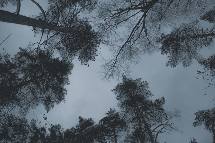 Looking up at pine trees in Russia