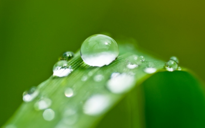 Water drops on a green leaf