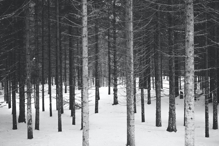 4K winter forest with snow covered ground