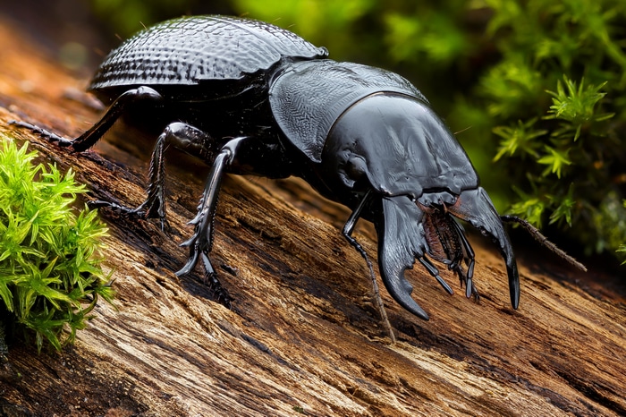 4K macro shot of a black beetle on wood with moss