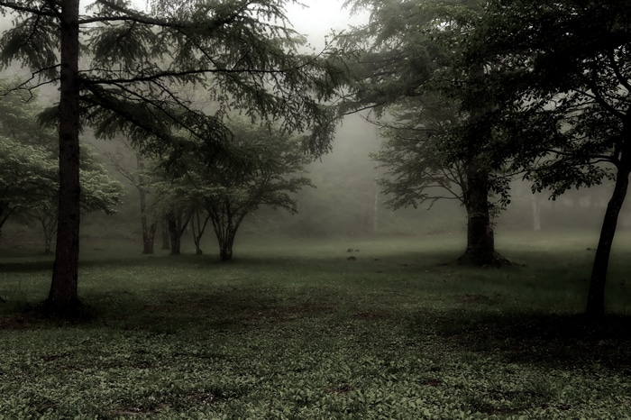 Misty forest with muted green trees