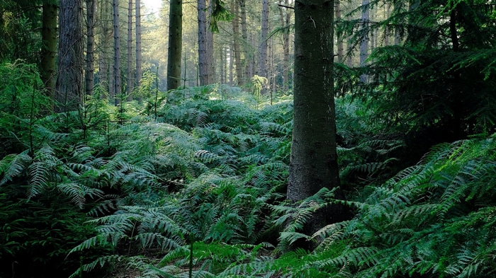 Ferns and trees in a sunlit forest