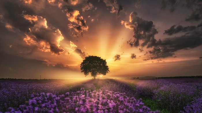 Sunset over a lavender field with a lone tree