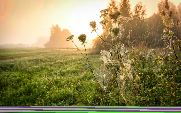 Misty meadow with spiderwebs at sunrise
