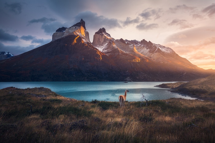 4K Patagonia landscape with Guanaco and mountains at sunrise