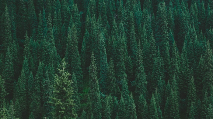 4K forest with many pine trees