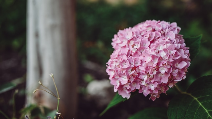 4K pink hydrangea flowers outdoors