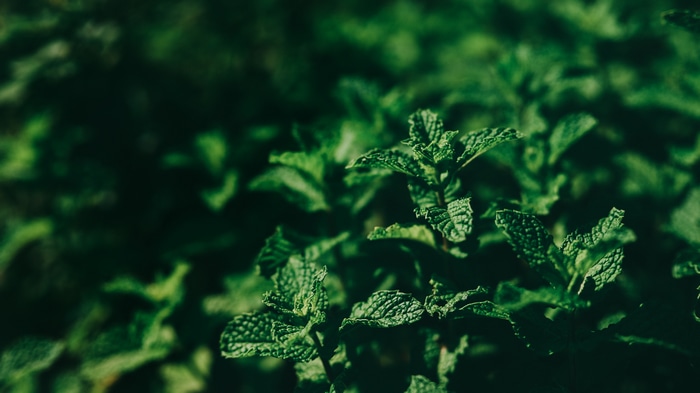 Mint leaves in the sun