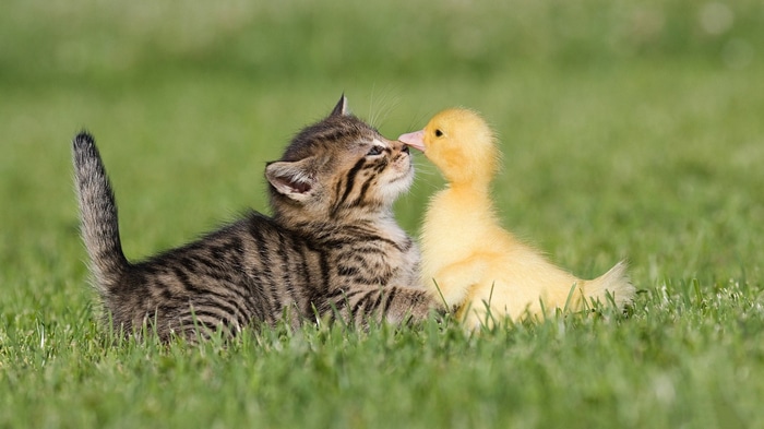 Kitten and duckling touching noses on grass