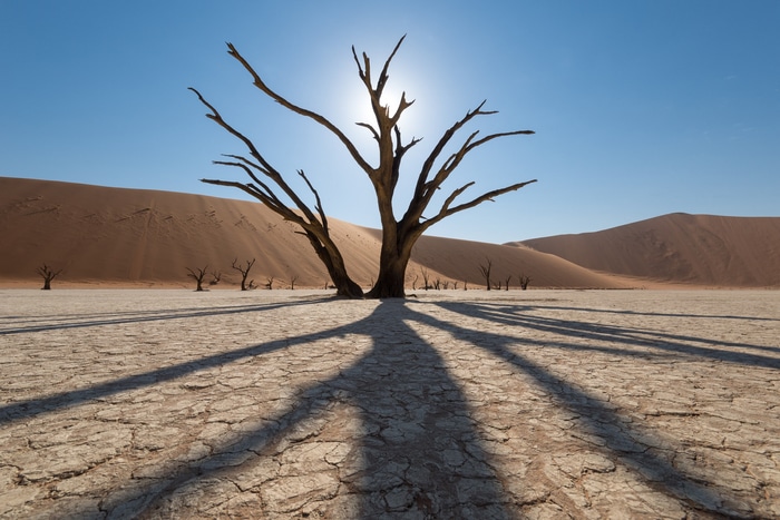 Dead trees in the desert dunes of Namibia