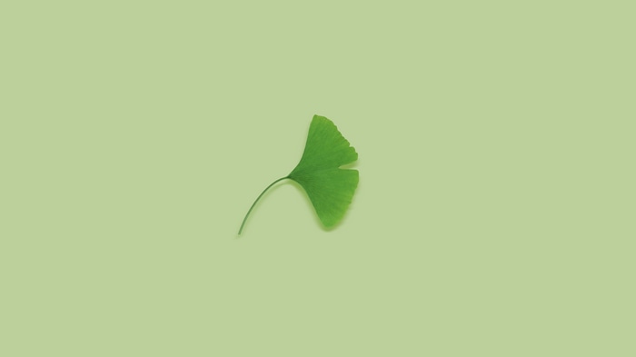 Ginkgo leaf on a green background