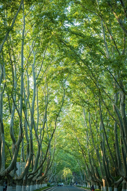 A tree-lined road with cars and motorcycles