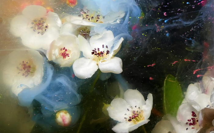 4K white flowers in colorful ink