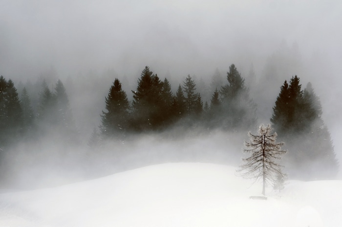 4K winter forest landscape with mist and snow