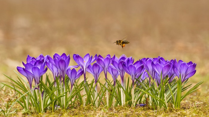 Bee flying over purple crocuses in nature