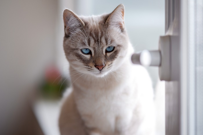 A Siamese cat with blue eyes sits by a window