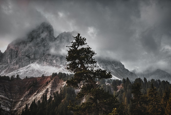 Misty mountains and pine forest with a lone tree