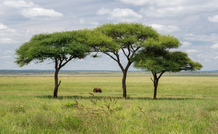 Elephant walking under acacia trees in savanna