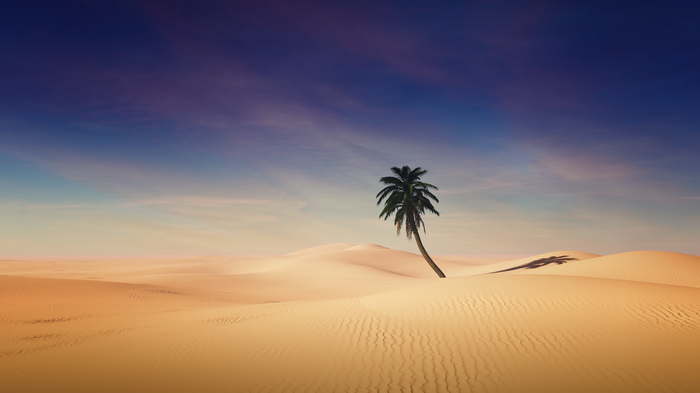 4K desert landscape with a lone palm tree