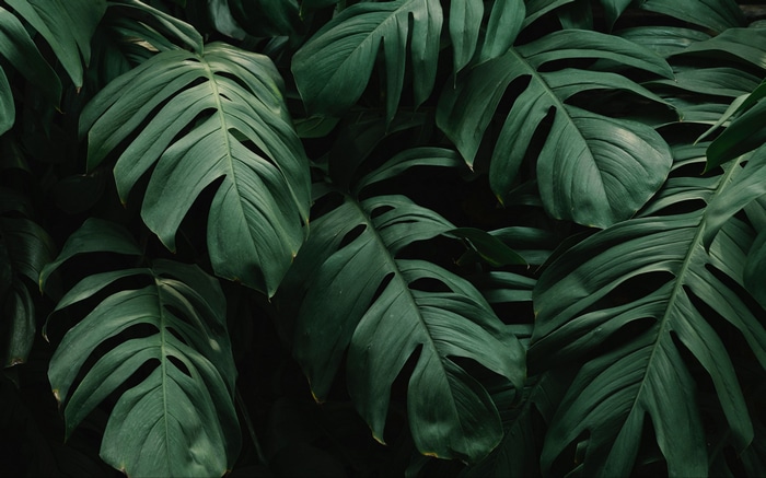 4K dark green monstera leaves