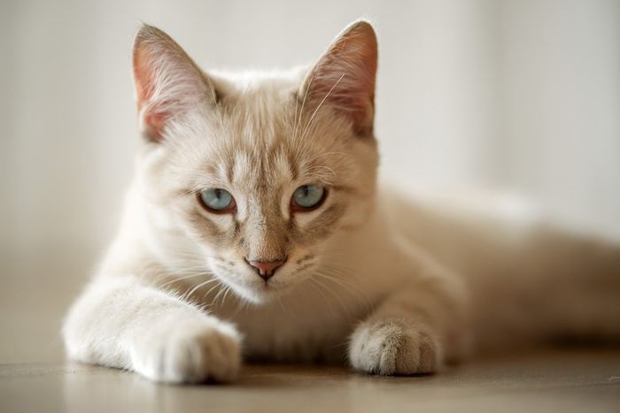 A Siamese cat with blue eyes lies on the floor