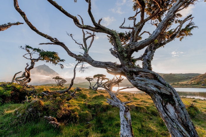 Twisted trees on a grassy hill with a mountain and lake