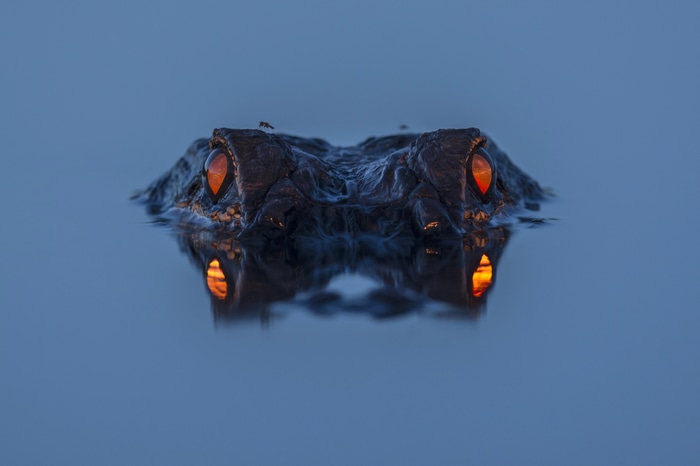 Alligator eyes reflecting light in water