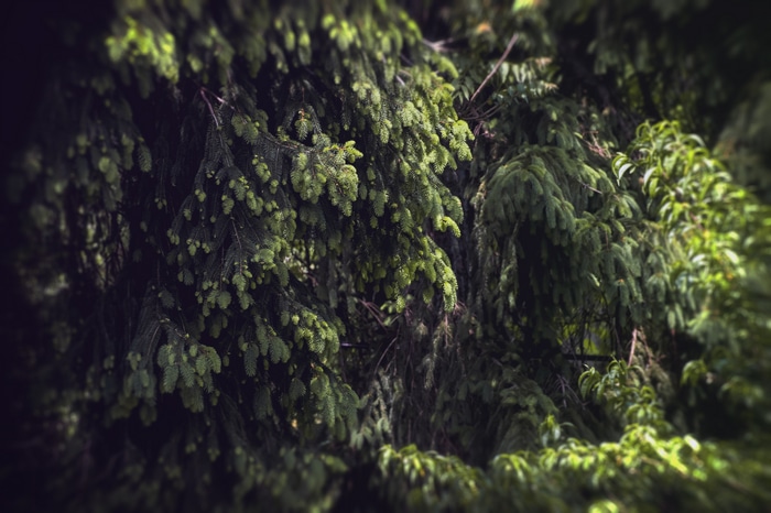 Green pine trees in a forest