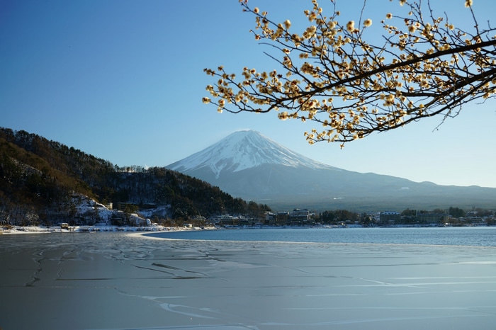 Mount Fuji with cherry blossoms and frozen lake