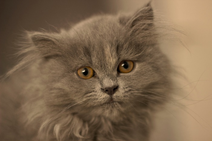 Close-up of a fluffy grey kitten with amber eyes