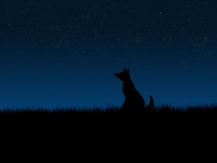 Dog sitting in grass under starry night sky