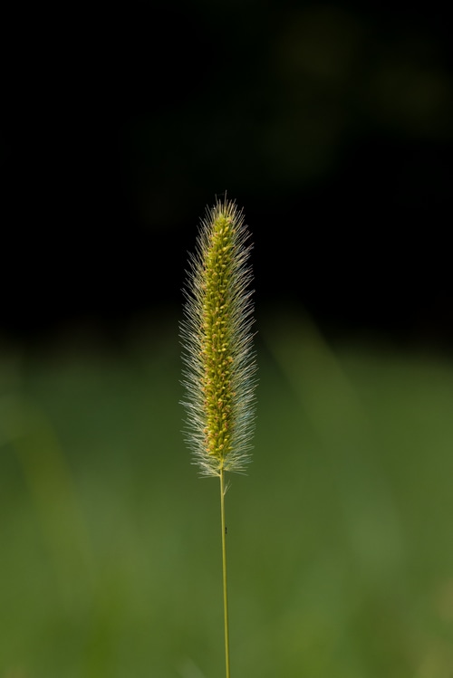 A single foxtail grass seed head with a dark background